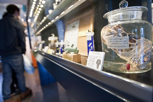 parasite museum