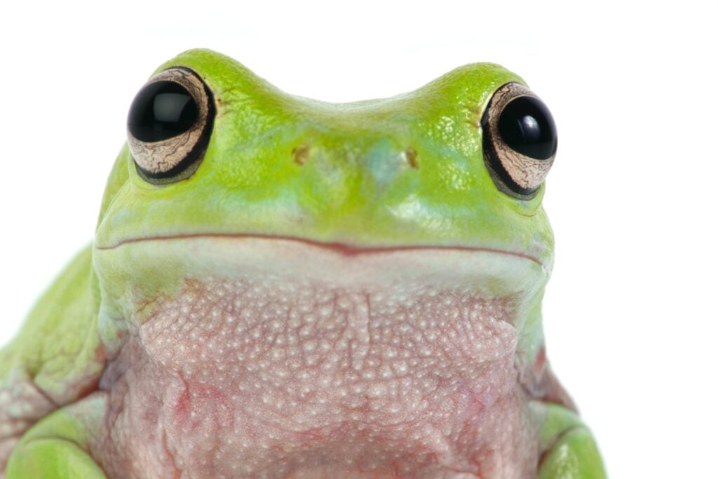 Close-up of a frog looking at the reader to exemplify a Spanish idiom
