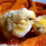 chicks-573377_640-150x150.jpg