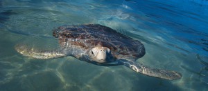 TortugaIslaMujeres-ManfredWinslow-300x132.jpg