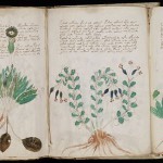 Voynich_Manuscript_170-150x150.jpg